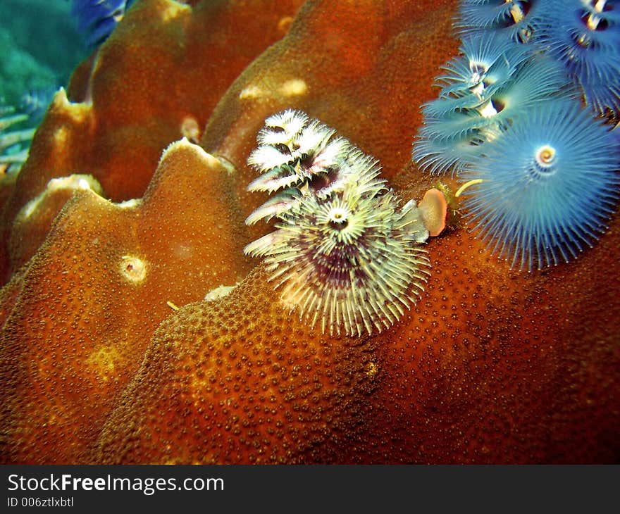 Growing on a hard coral. Growing on a hard coral