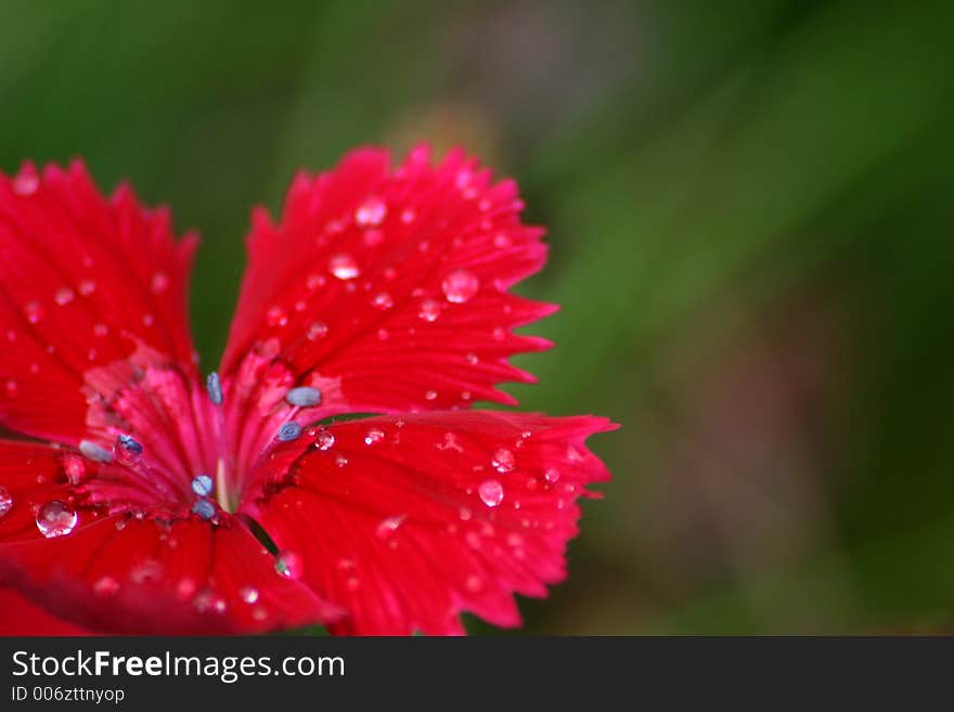 Red carnation in drops of a rain. Macro