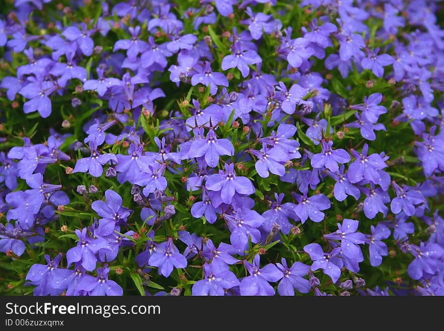 Violet flowers, bed