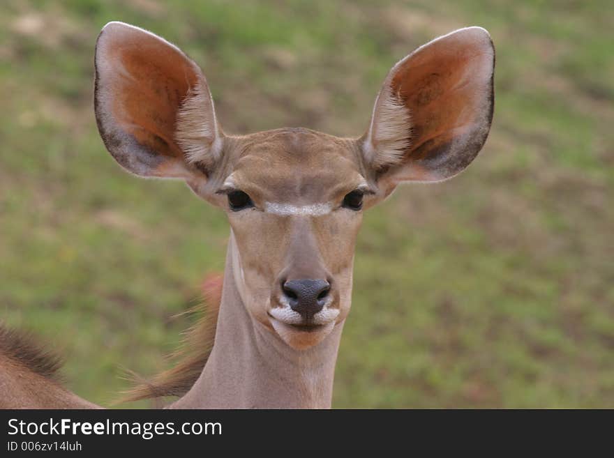 Closeup of a Kudu (Koedoe) antelope looking at the cam. Closeup of a Kudu (Koedoe) antelope looking at the cam