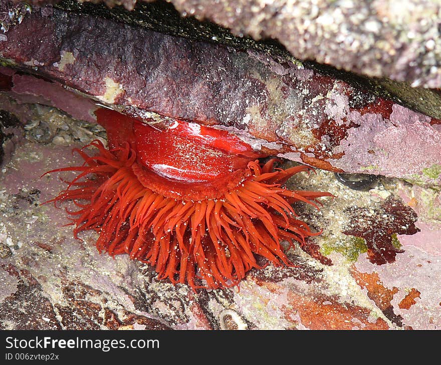 Sea Anemone on Lichen Covered Rocks