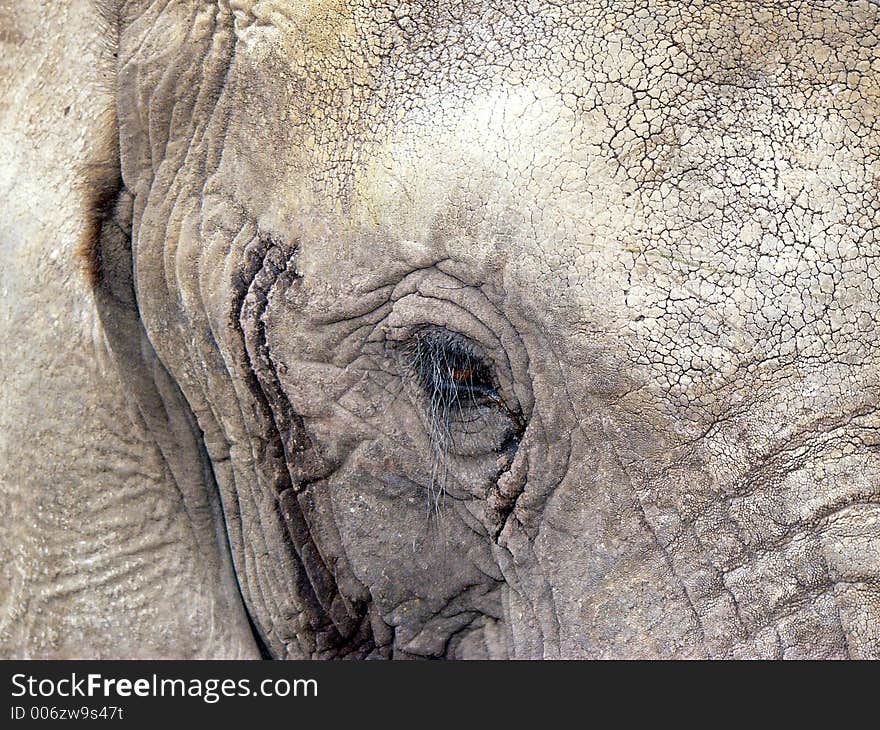 Closeup of an african Elephant's head and eye. Closeup of an african Elephant's head and eye