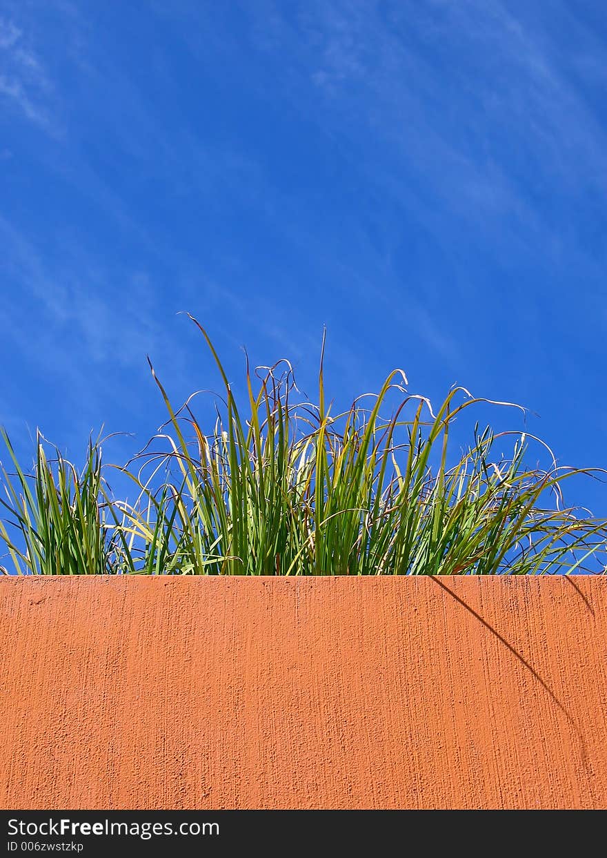 Portrait photo of plant on a terra-cotta ledge. Portrait photo of plant on a terra-cotta ledge.