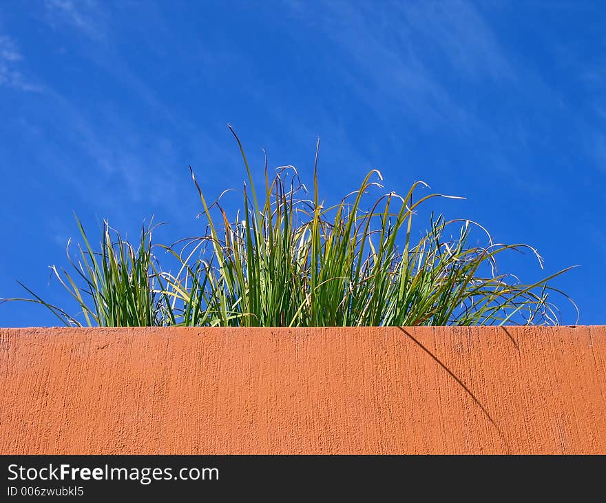 Landscape photo of plant on a terra-cotta ledge. Landscape photo of plant on a terra-cotta ledge.