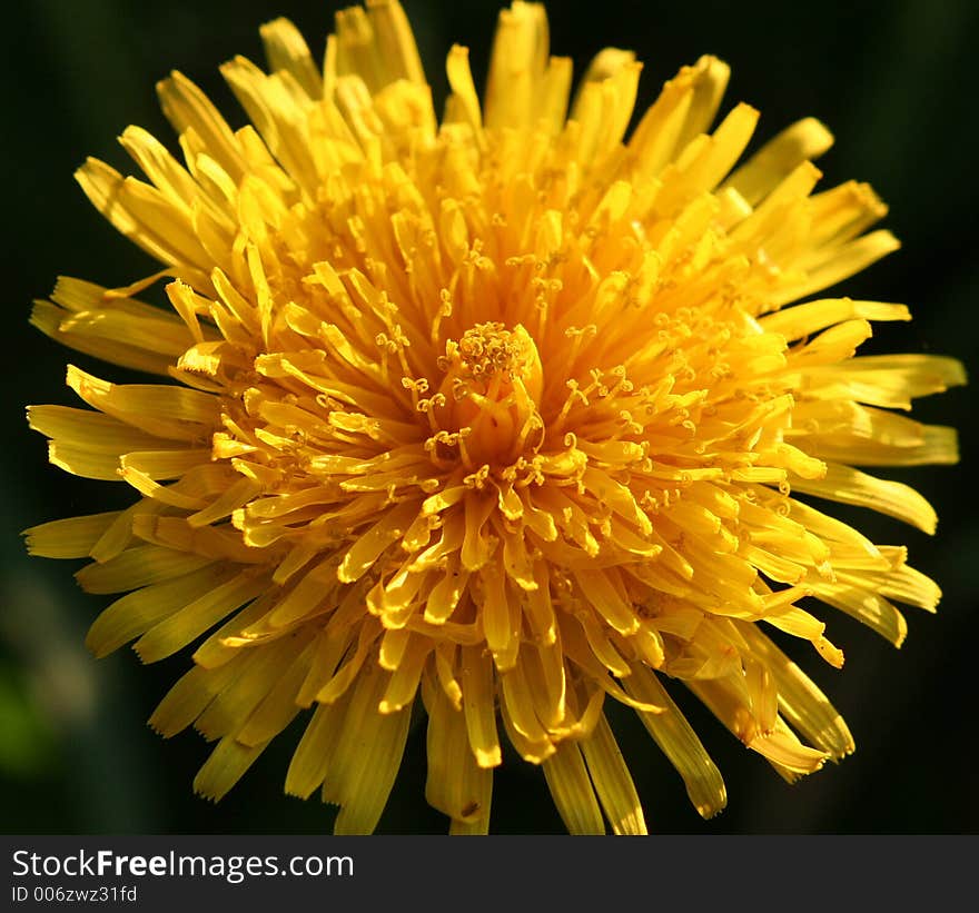 Dandelion