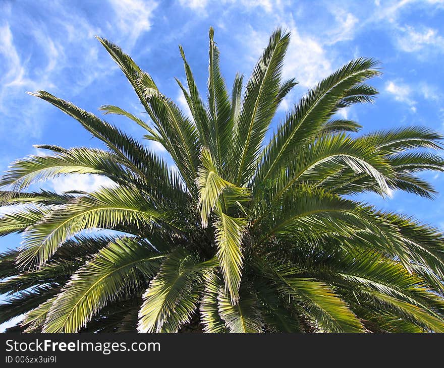 Landscape photo of top of palm tree. Landscape photo of top of palm tree.