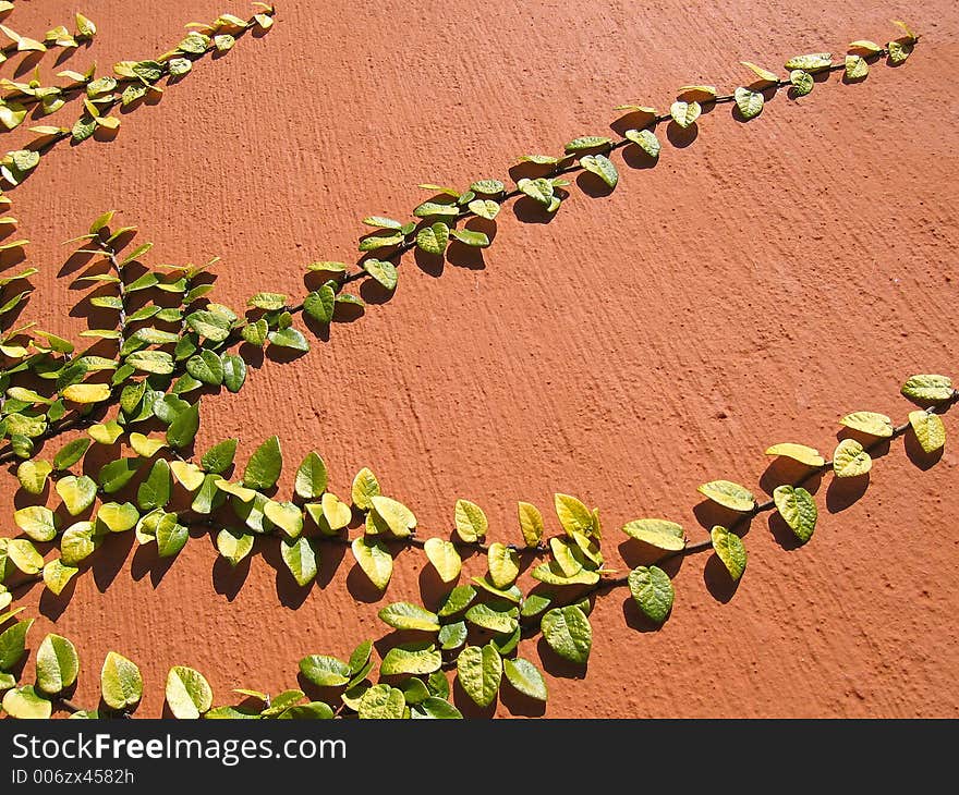 Landscape photo of creeping plant on terra-cotta wall. Landscape photo of creeping plant on terra-cotta wall.