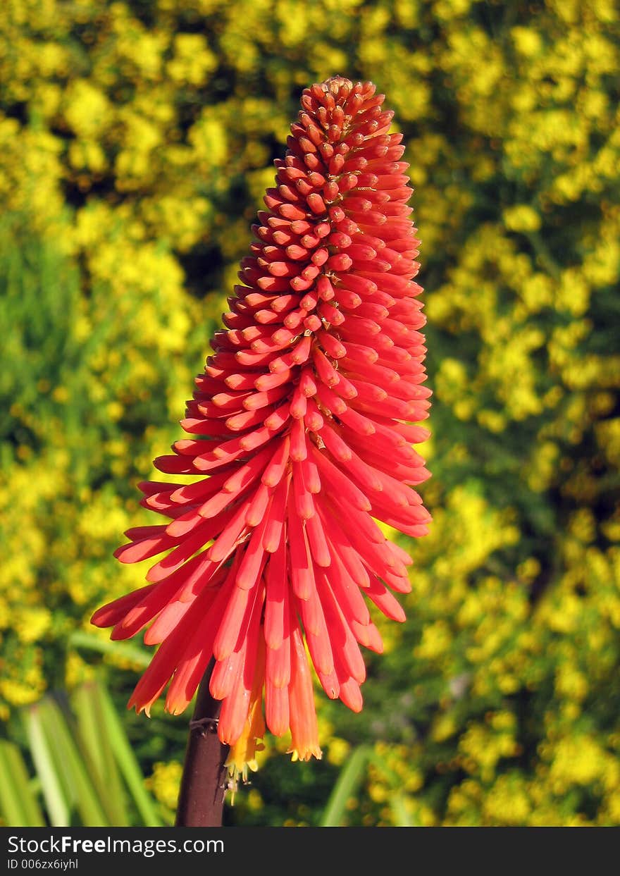 Portrait photo of aloe plant in flower. Portrait photo of aloe plant in flower.