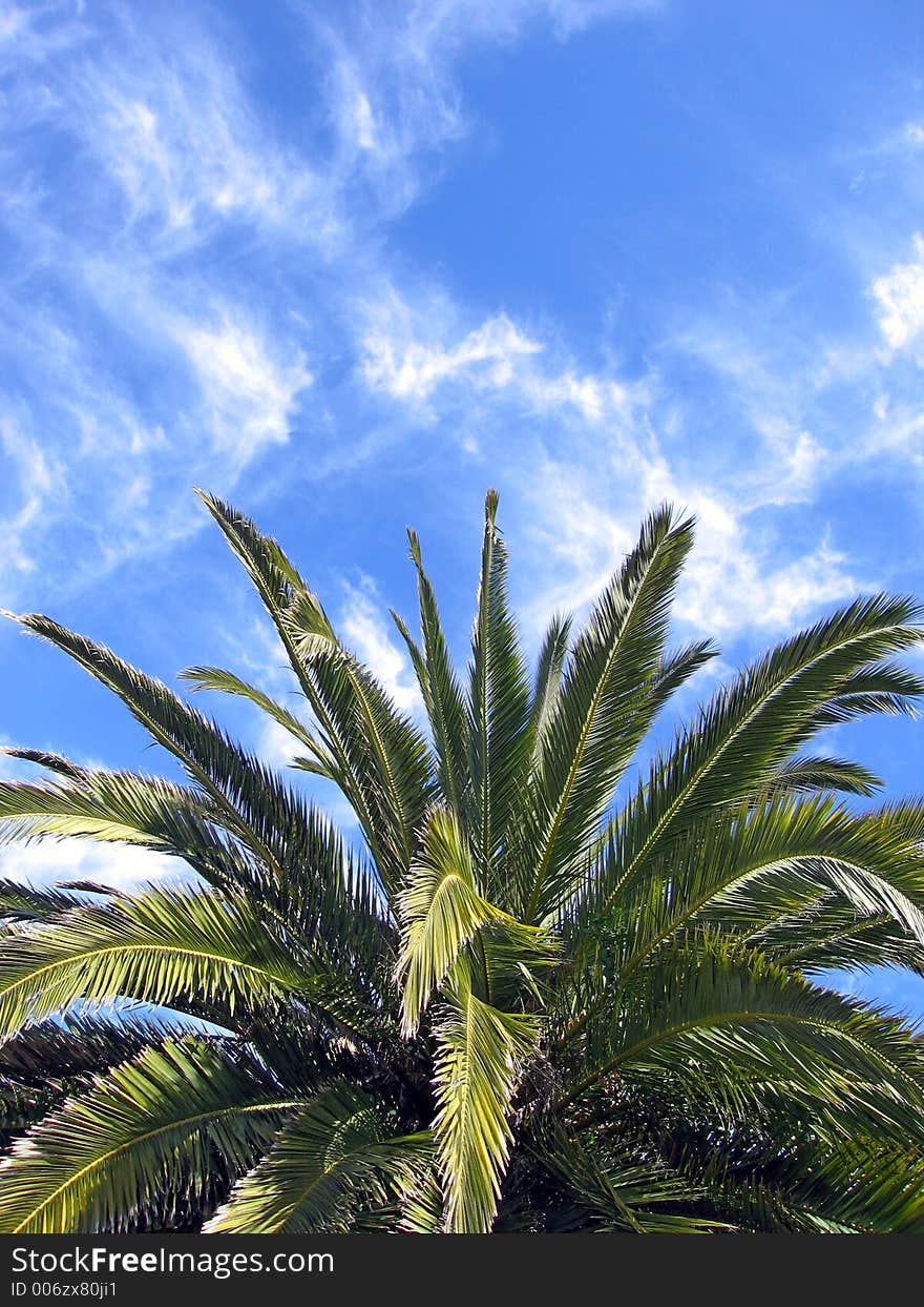 Portrait photo of top of palm tree. Portrait photo of top of palm tree.