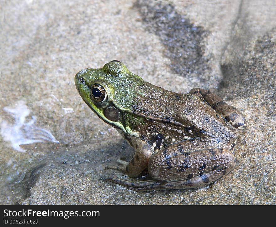 Frog in a Pond