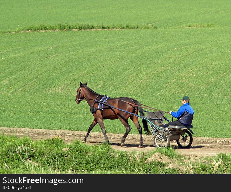 Race horse training in a field