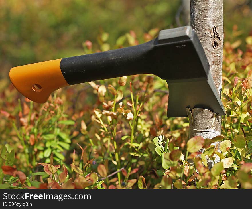 Small tourist hatchet cuts birch tree in a forest