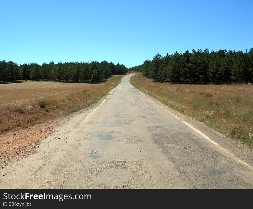 Road to the forest