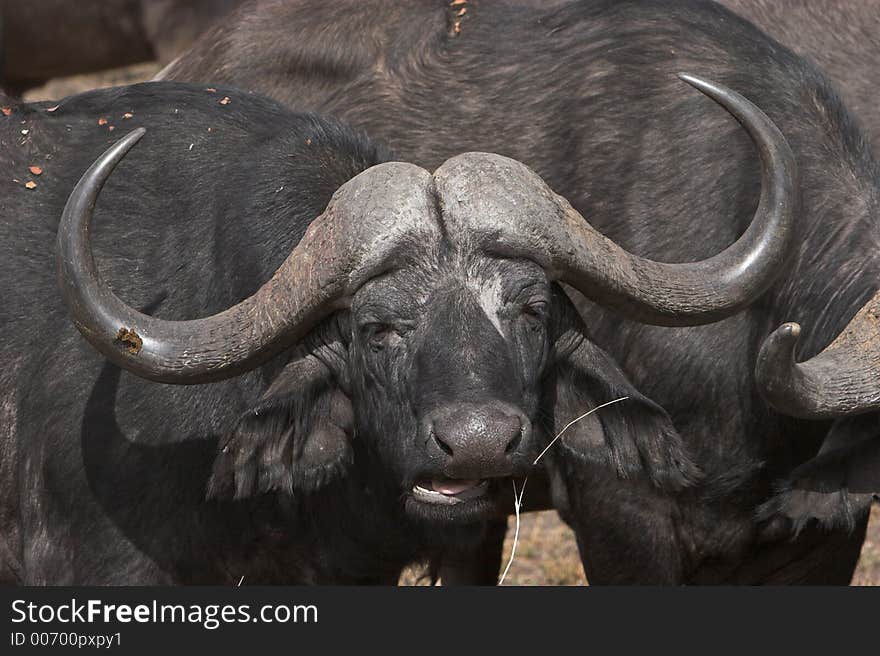 Cape buffalo, part of the big 5, chewing a piece of grass. Cape buffalo, part of the big 5, chewing a piece of grass