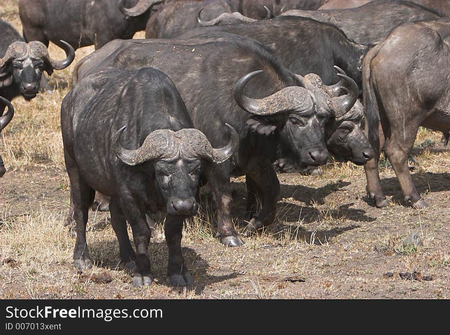 Buffalos grouping together for protection. Buffalos grouping together for protection