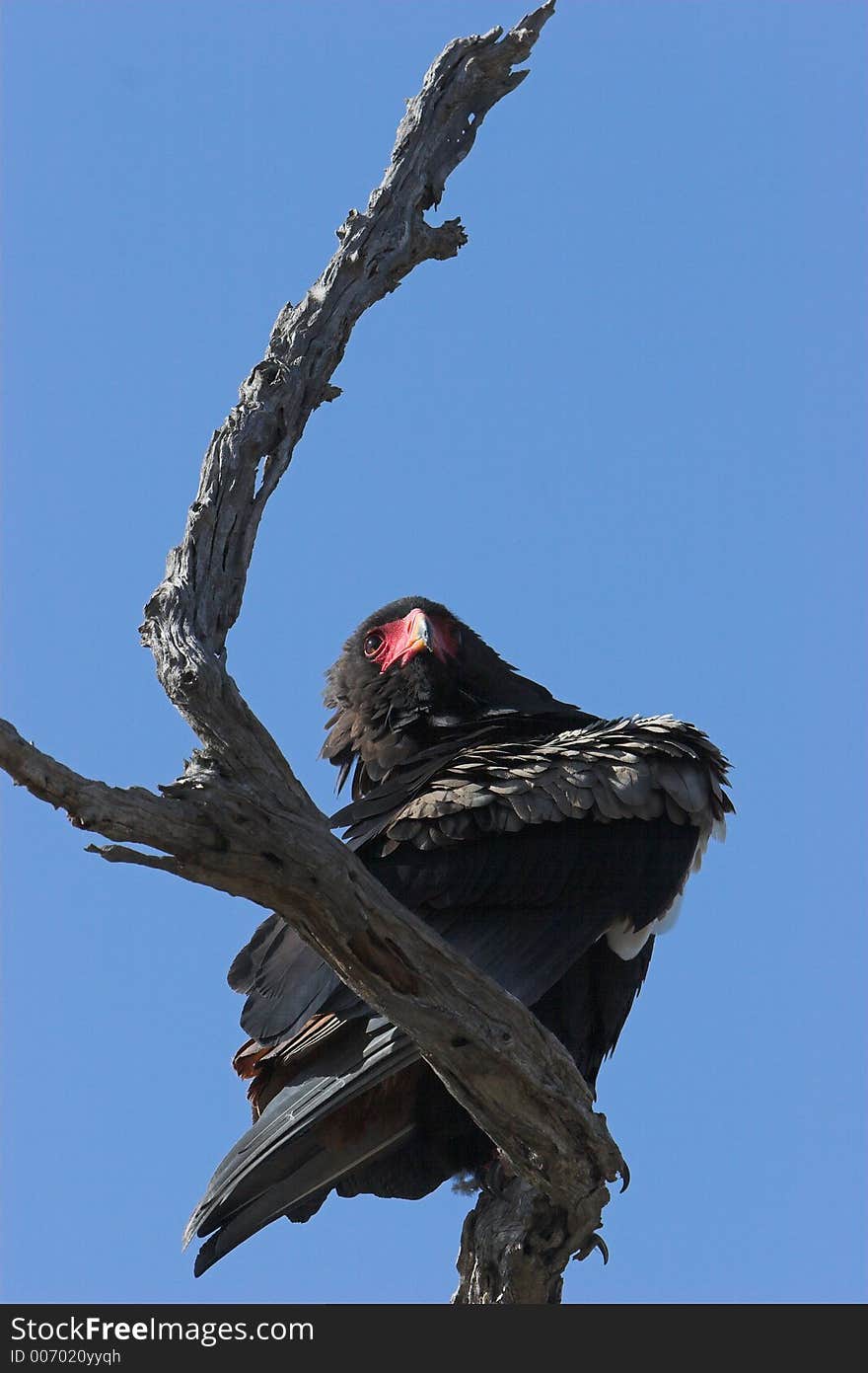 Bateleur, Terathopius ecaudatus, very rare african raptor. Bateleur, Terathopius ecaudatus, very rare african raptor