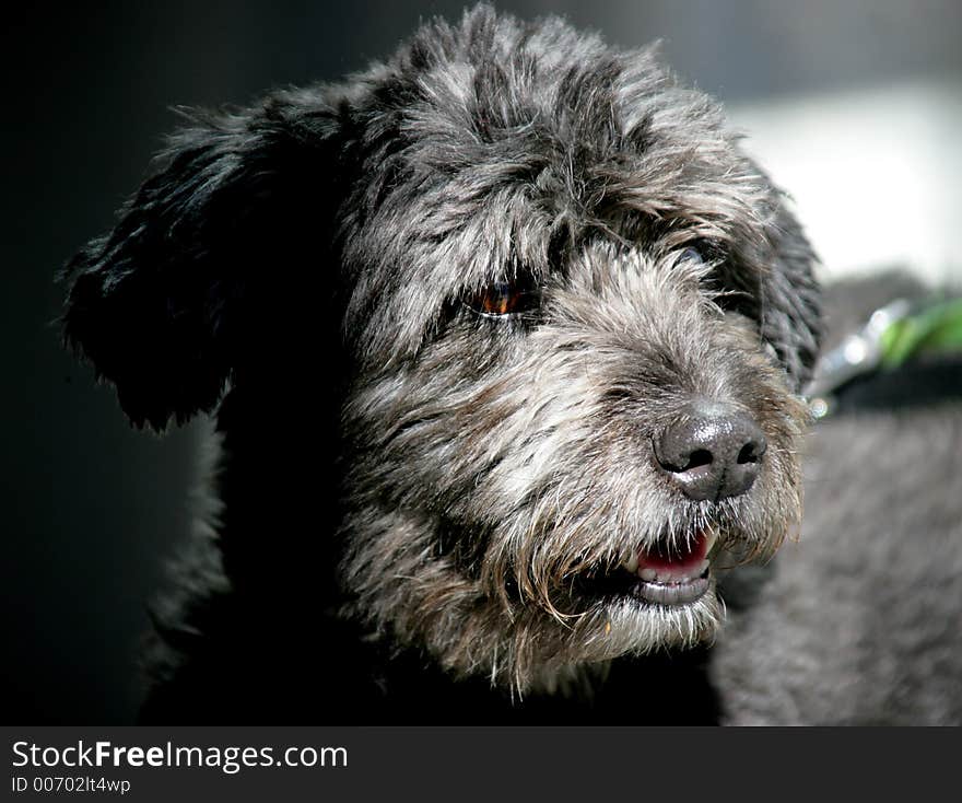 Portrait of Haired black dog. Portrait of Haired black dog