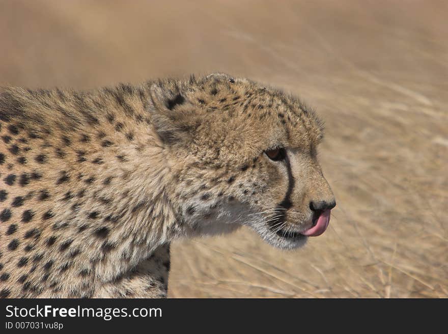 Cheetah portrait