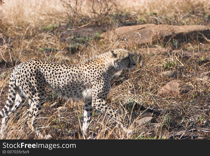 Cheeta stalk