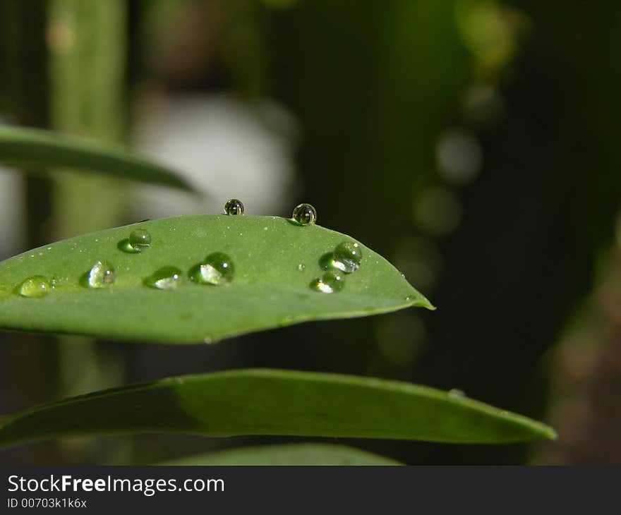 Cactus with waterdrop