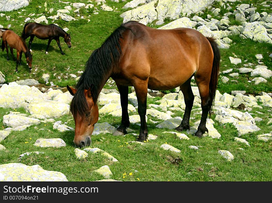 Red horse in the Retezat Mountains - Romania. Red horse in the Retezat Mountains - Romania