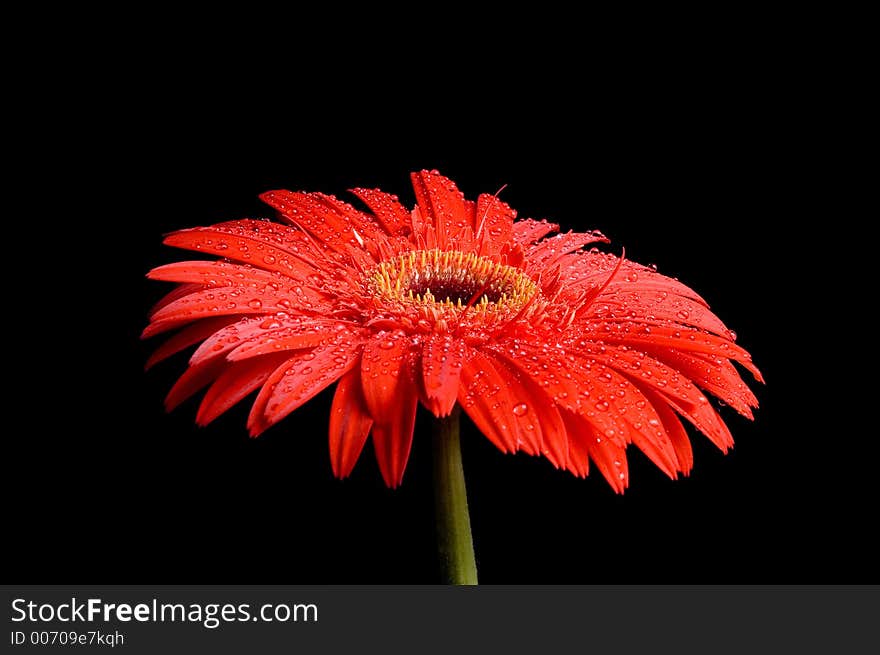 Flower isolated on black background.