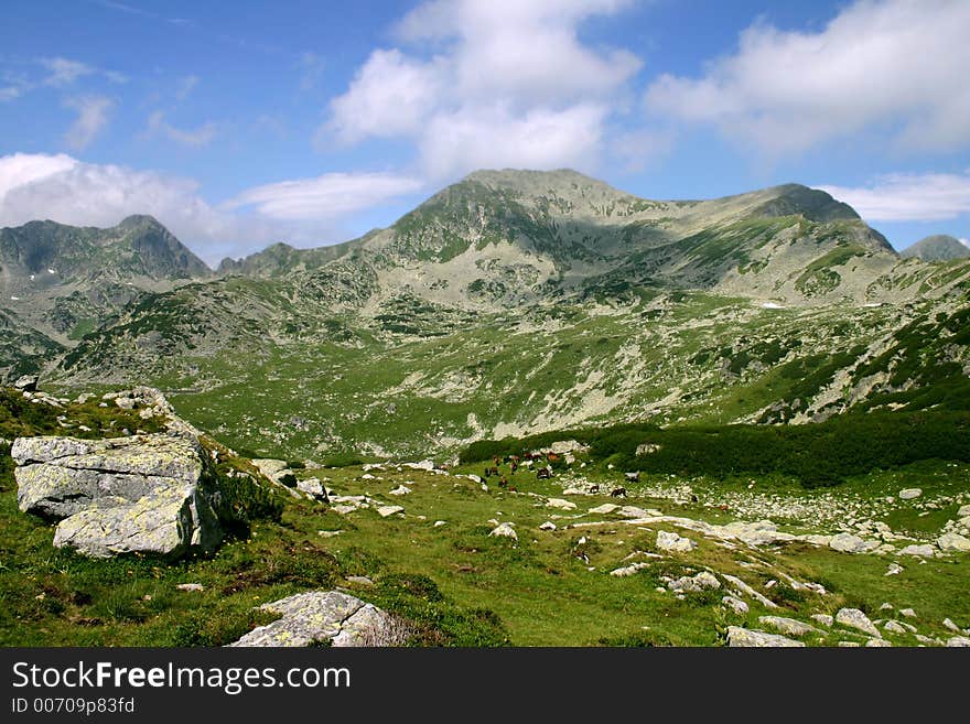 Horses on mountain