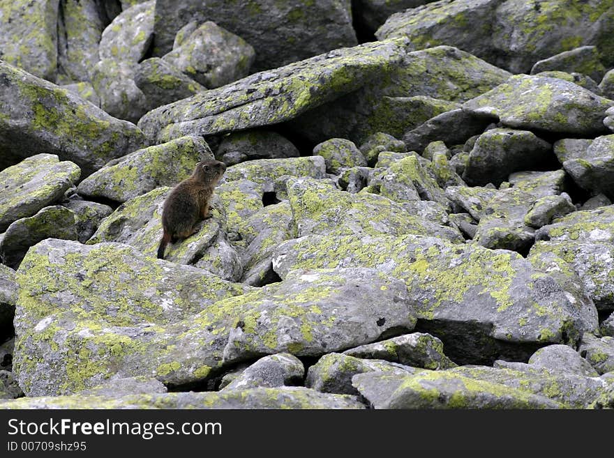 Marmot and rocks