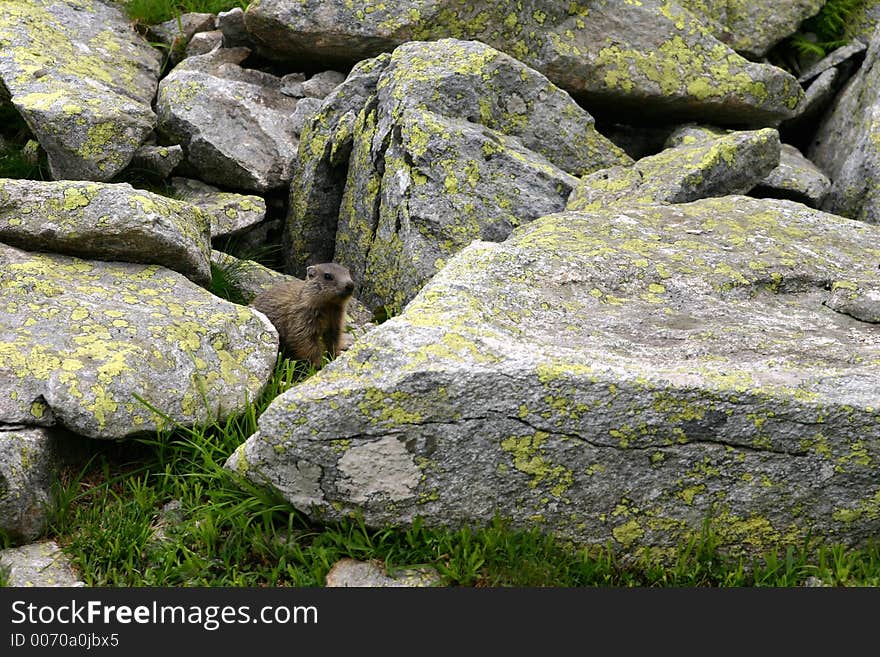 Marmot between rocks of Retezat Mountains - Romania