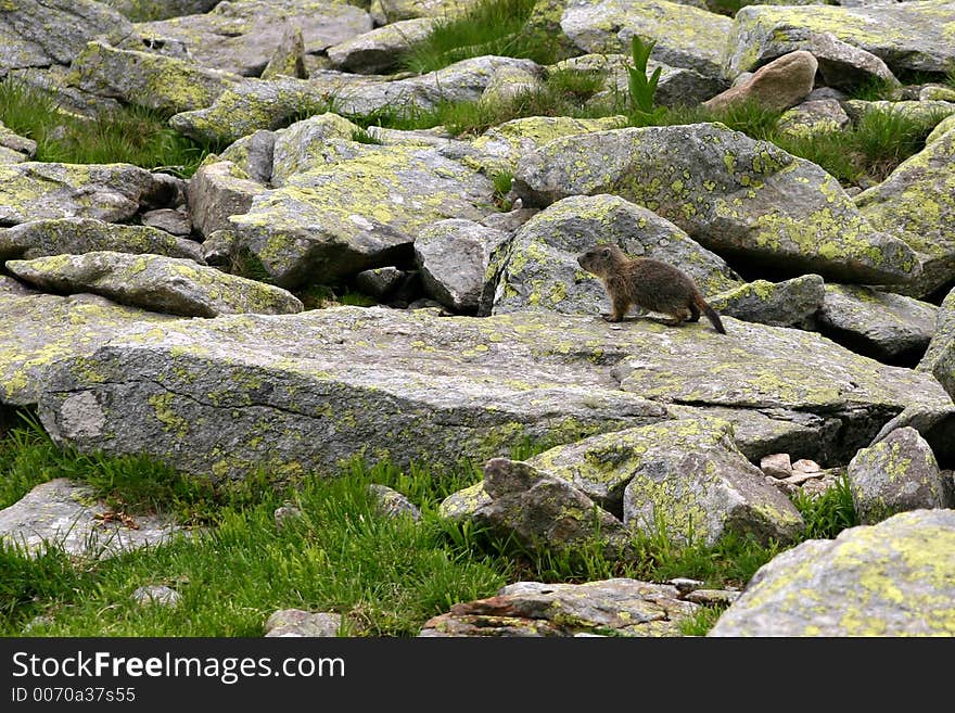 Marmot portrait