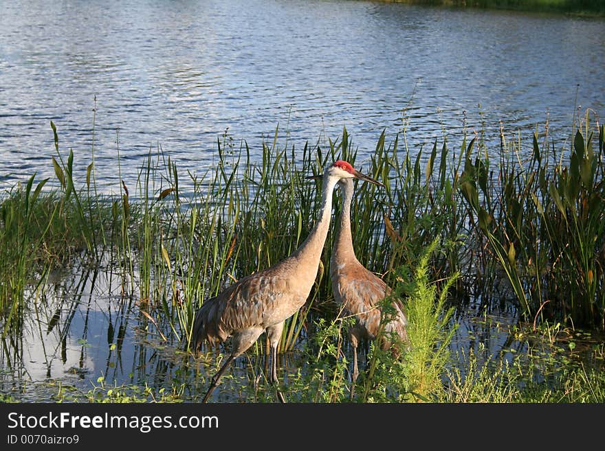 2 Sand hill Cranes at a lake