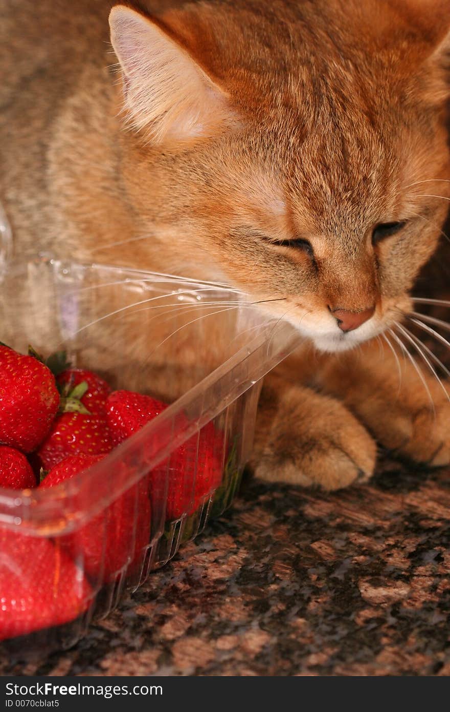 Cat rubbing on package of strawberries. Cat rubbing on package of strawberries