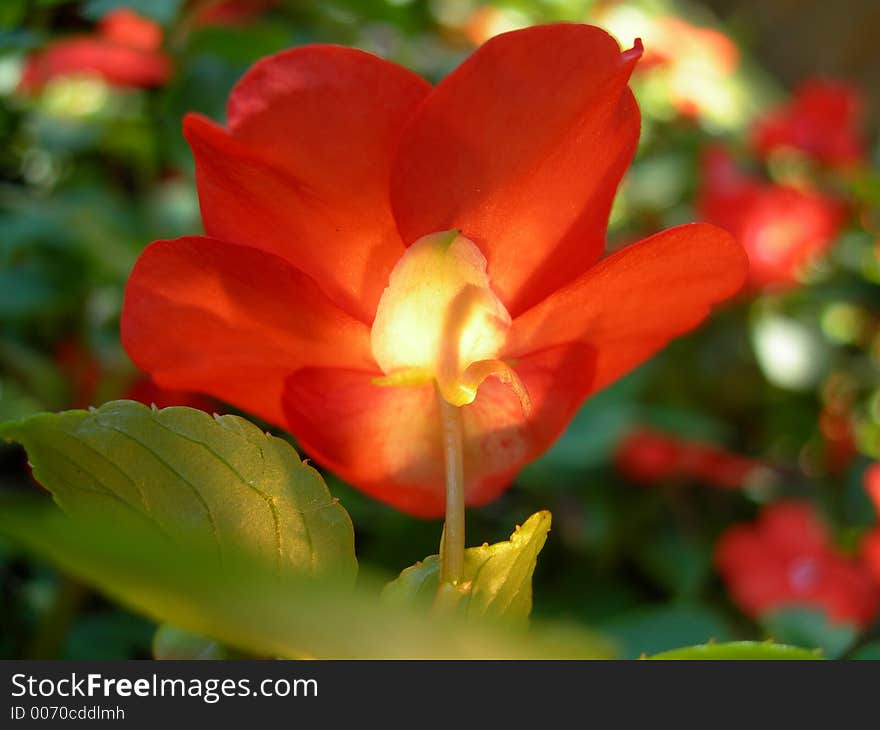 Light shining up through orange impatiens plant. Light shining up through orange impatiens plant.