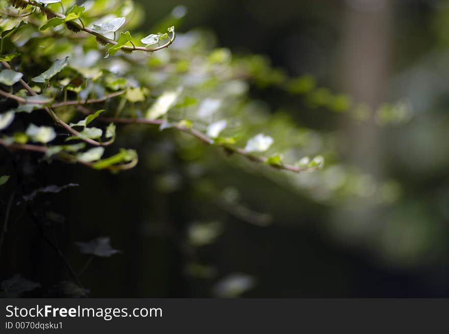 Ivy fronds hand in the air in shallow DOF. Ivy fronds hand in the air in shallow DOF