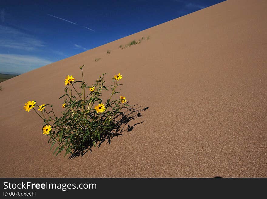 Wild sun flowers on the Great Sand Dunes, colorado. Wild sun flowers on the Great Sand Dunes, colorado