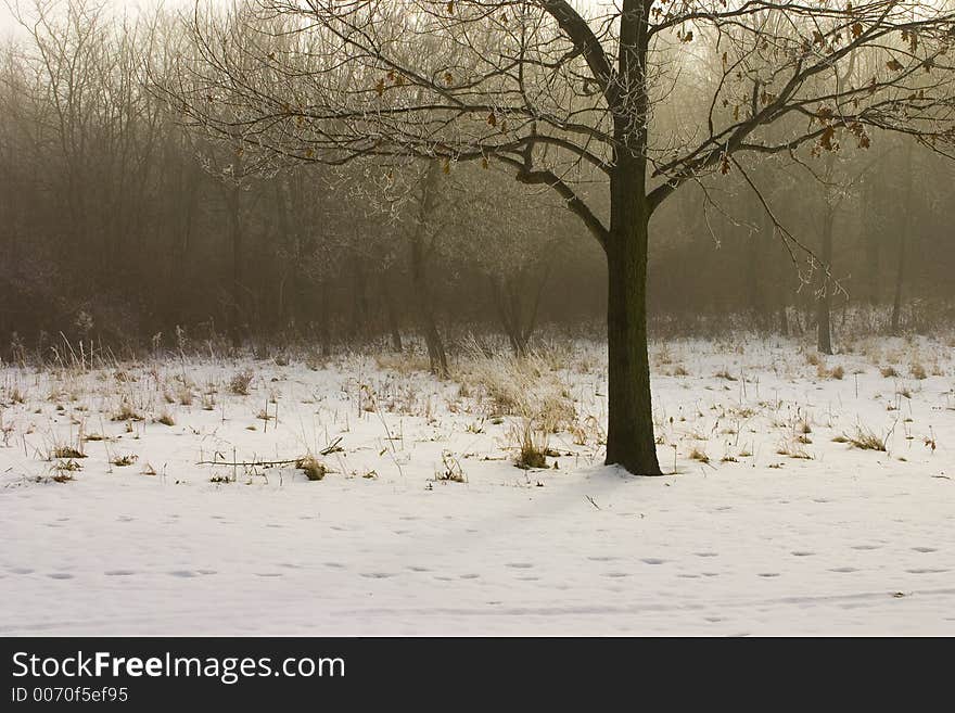 Tree in the snow. Tree in the snow