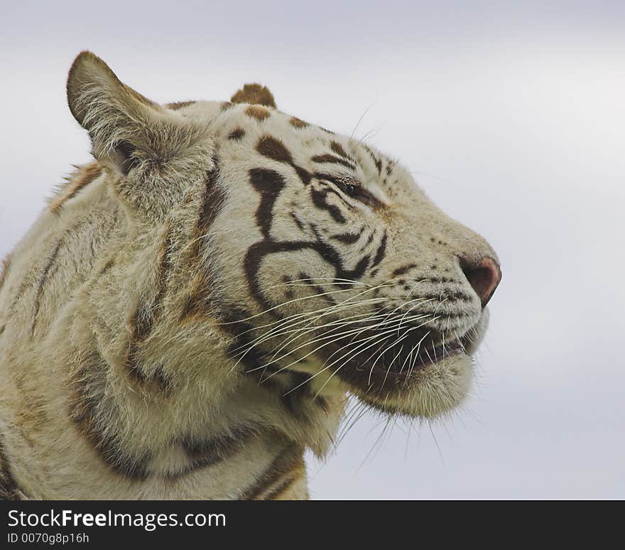 White tiger