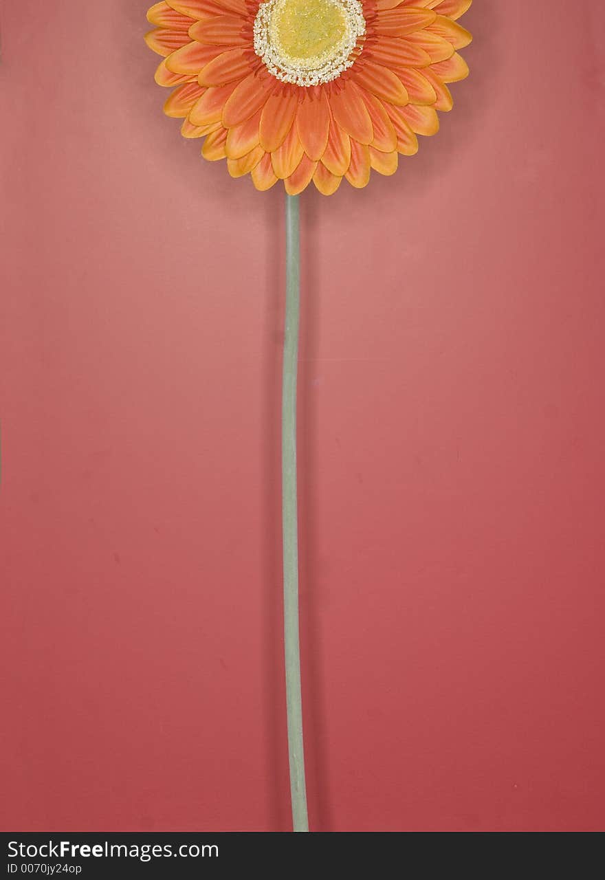 Orange flower against pink background. Orange flower against pink background