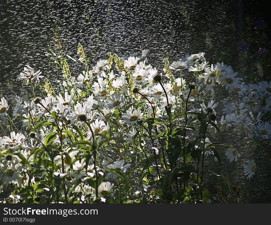 White Daisies And Water Spray