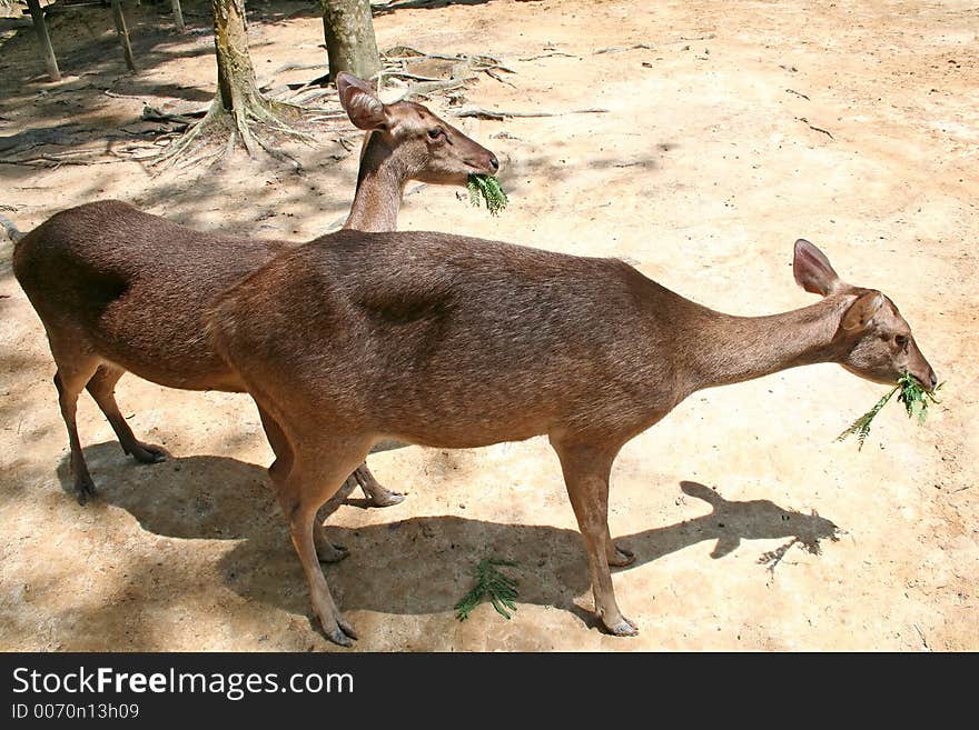 Deer feeding