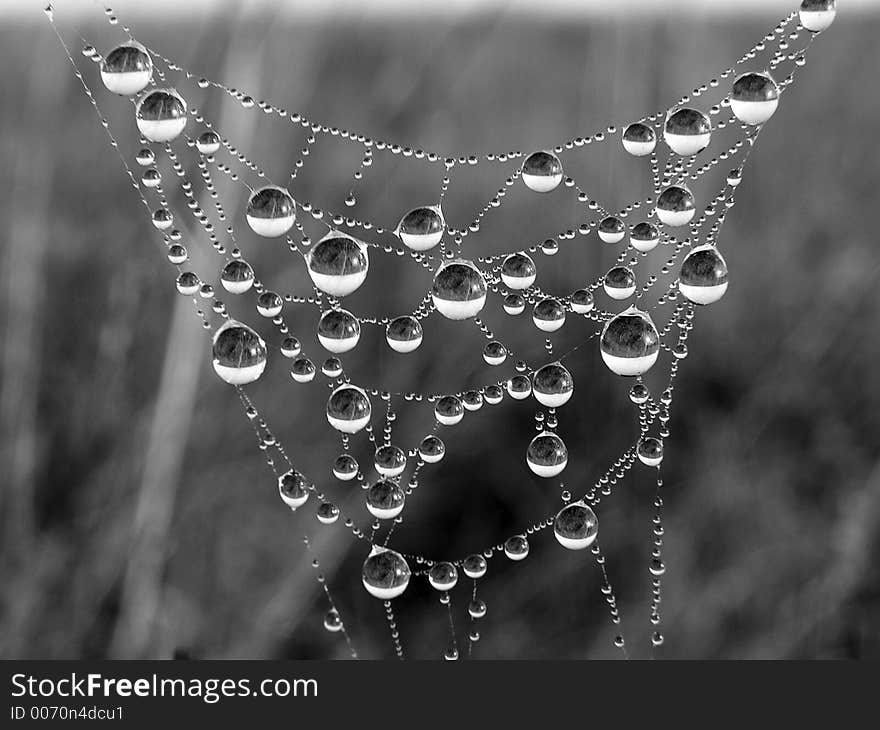 Morning dew on a web. Morning dew on a web.