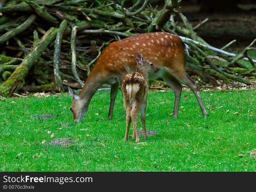 Young deer and its mother grazing. Young deer and its mother grazing.