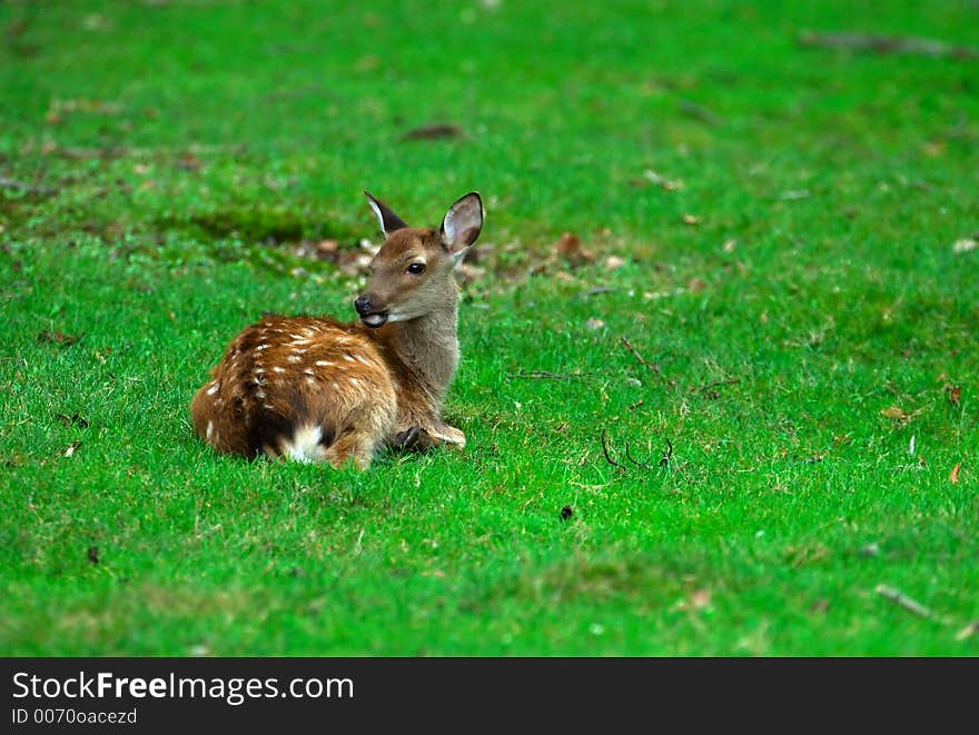 Young deer laying and observing