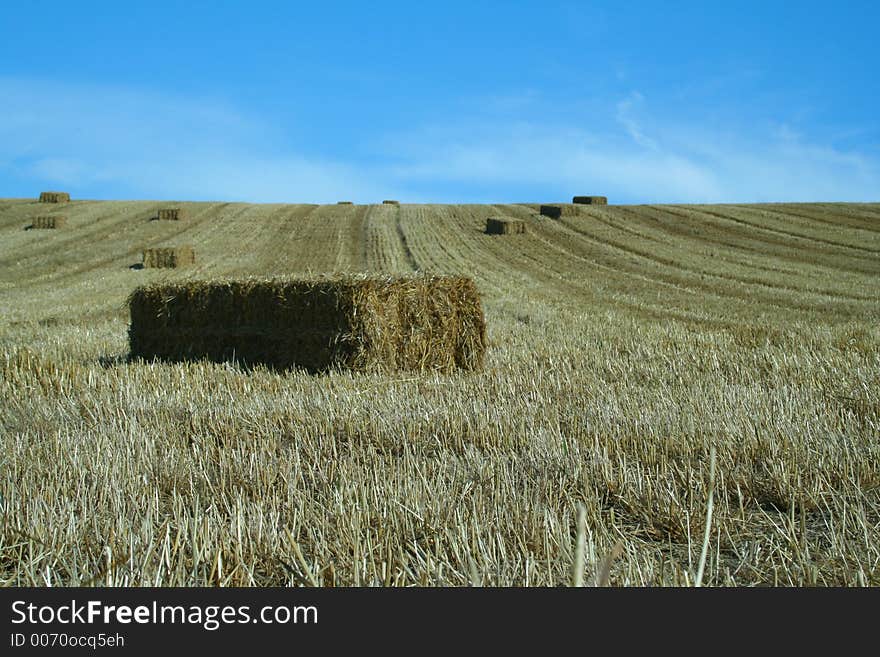 Bales of straw in a field against a blue sky. Bales of straw in a field against a blue sky