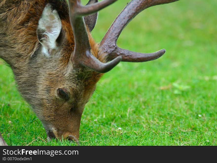 Adult male deer during lunchtime. Adult male deer during lunchtime.