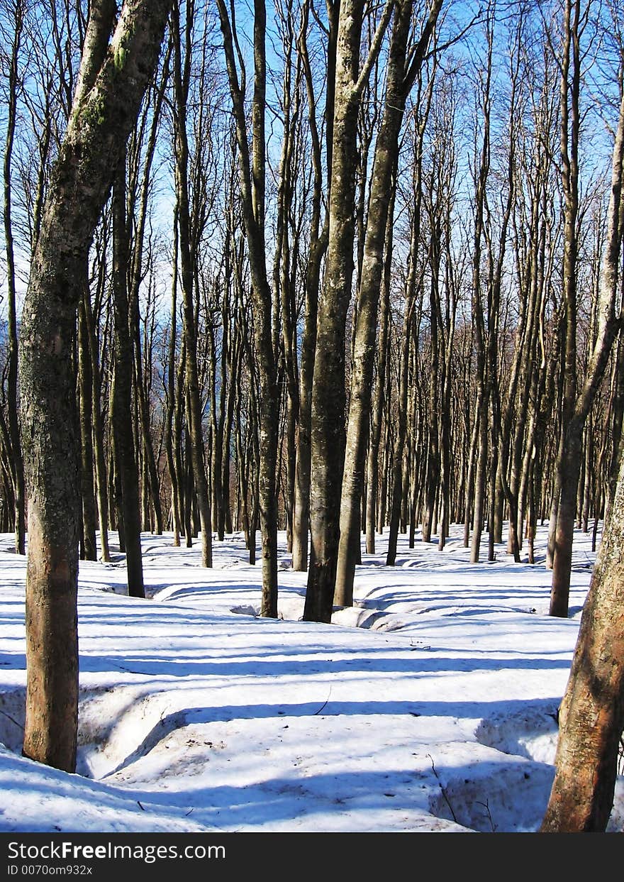 Winter forest