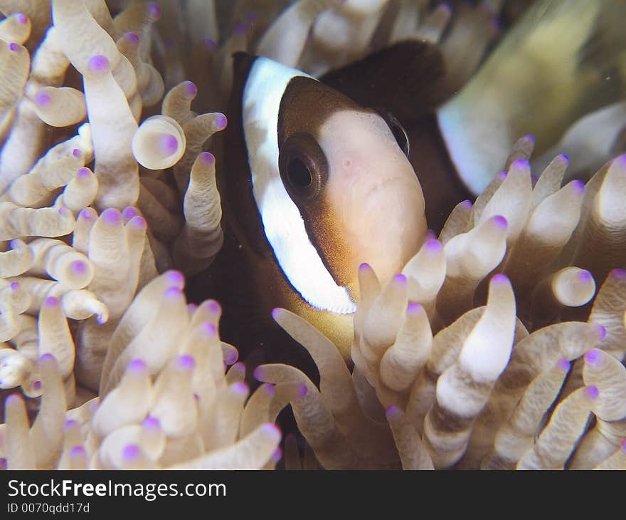 Clark s anemone fish