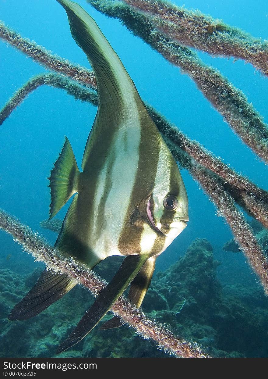 Tallfin Batfish