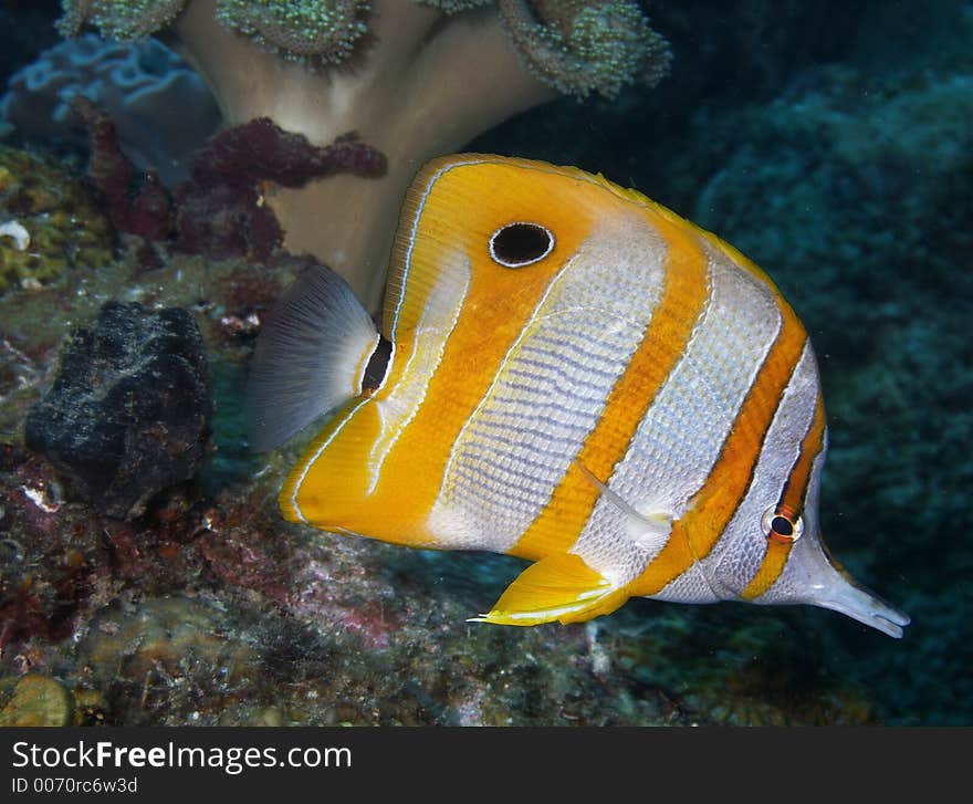 Long-beaked coralfish