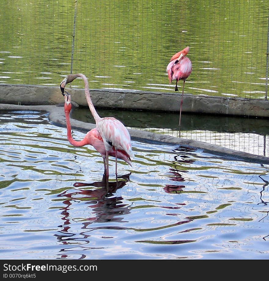 Birds, water. Birds, water